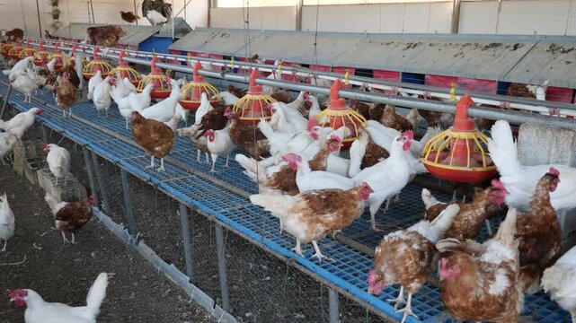 Group of white and brown chickens on farm. Chicken feeding indoors