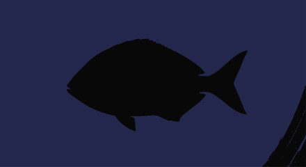 Black Fish Silhouette Swimming in Dark Blue Water © Kashif