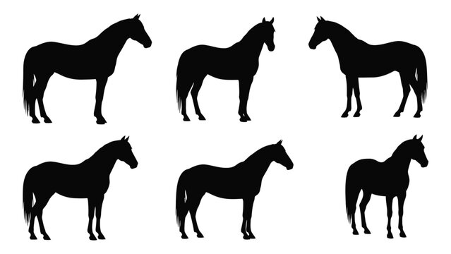 Six black silhouette horses in various poses standing on a white background isolated on white background, Vector