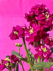Vibrant magenta flowers exuding a bold burst of color against a backdrop, showcasing their captivating petals and intricate details © zxr design
