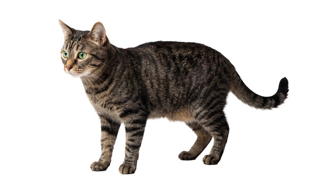 a tabby cat with piercing green eyes, captured in profile and isolated on a transparent background for design flexibility.