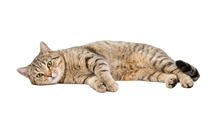 cute tabby cat lying down on a transparent background, looking at the camera with big yellow eyes, domestic pet. © Irene