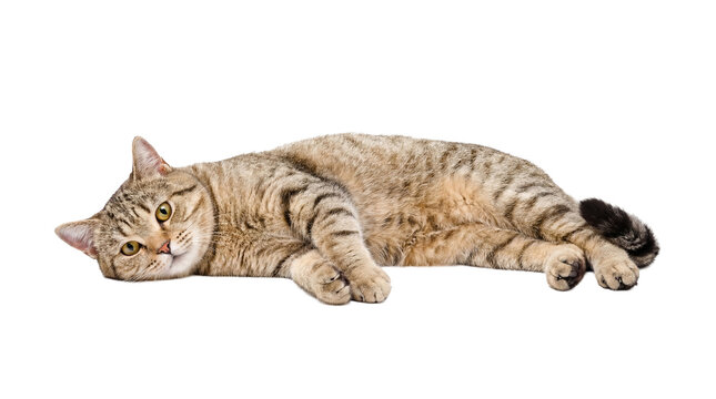 cute tabby cat lying down on a transparent background, looking at the camera with big yellow eyes, domestic pet.