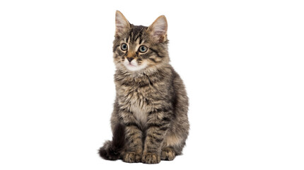 Obraz premium curious fluffy tabby kitten sitting, facing forward with bright eyes, isolated on a transparent background for versatile design use in pet content.