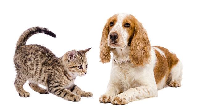 adorable tabby kitten playfully reaching towards a gentle english cocker spaniel resting on a white background, isolated.