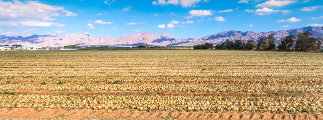 Panorama. Field with harvested onions cultured with advanced system of irrigation. The photo depicts GMO free sustainable agriculture industry in desert and arid areas of the Middle East