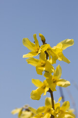 Forsythia(Golden bell flowers) in blue sky background.
