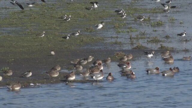Waders and Wildfowl perched on shoreline at edge of a shallow lake. Winter. UK