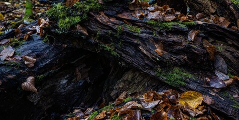 Obraz premium Close up of fallen leves on ground in autumn. Forest floor under natura,ight.l 