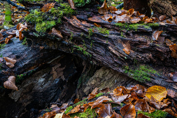 Obraz premium Close up of fallen leves on ground in autumn. Forest floor under natura,ight.l 