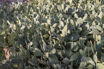 Wild prickly pear cactus with flat green pads and purple fruits. Natural botanical texture, desert plant growth and sustainable nature background.