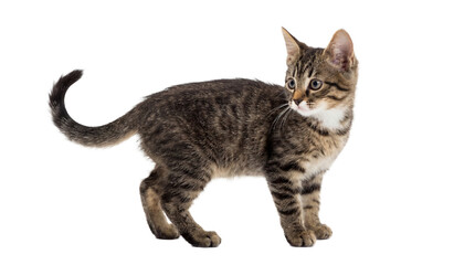 adorable tabby kitten with striped fur posing cutely against a transparent background, studio lighting, capturing a moment of feline innocence and charm. © Irene