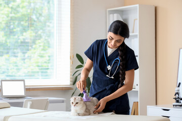 Young female veterinarian brushing cute Scottish fold cat in vet clinic