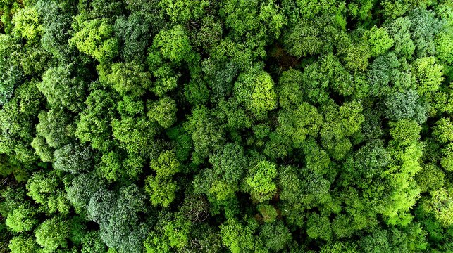 Texture of a Thick Green Forest Canopy from Above / 上空から見た厚い緑の森の天蓋の質感