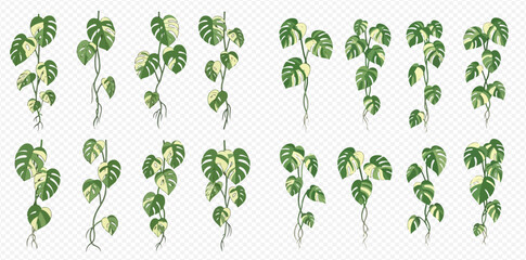 Set of various hanging variegated monstera plant vines with roots, perfect for tropical and botanical designs. © MuammarAuliyan