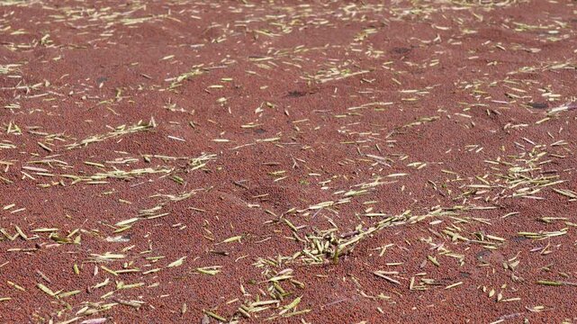 Traditional Mustard Grain Processing by Women