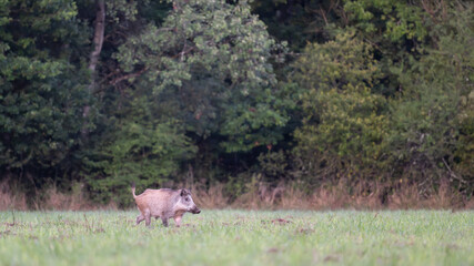 Naklejka premium Male Wild boar trotting in a plain at the edge of a forest at the morning. Sus scrofa, Sologne, Loiret 45, région Centre Val de Loire, France, European Union, Europe