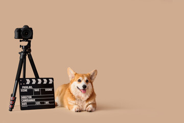 Cute Corgi dog with movie clapper and camera on beige background