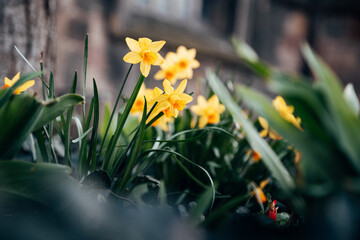 Obraz premium Vibrant Yellow Spring Flowers Blooming in a Sunny Garden, Fresh Daffodils and Crocuses in Bright Natural Daylight