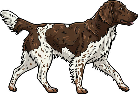 Small Munsterlander dog walking relaxed movement side view