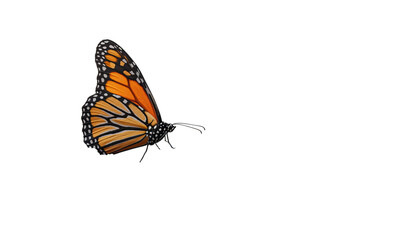 Obraz premium Monarch butterfly with orange black and white wings on a dark background isolated on a transparent background