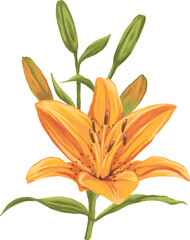 Lily Flower Botanical Painting Illustration