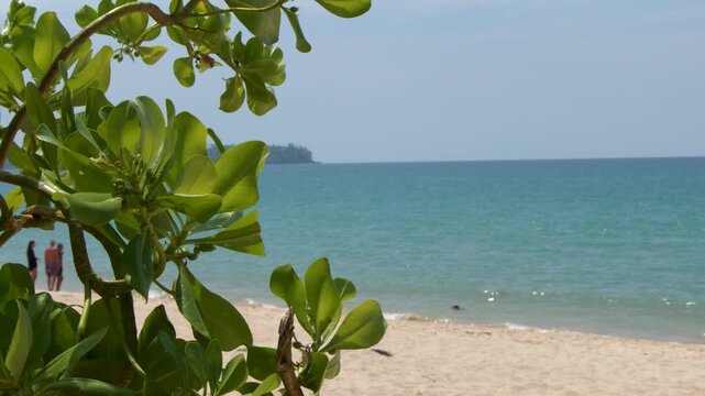 Tropical Beach View Through Green Leaves in Phuket Thailand