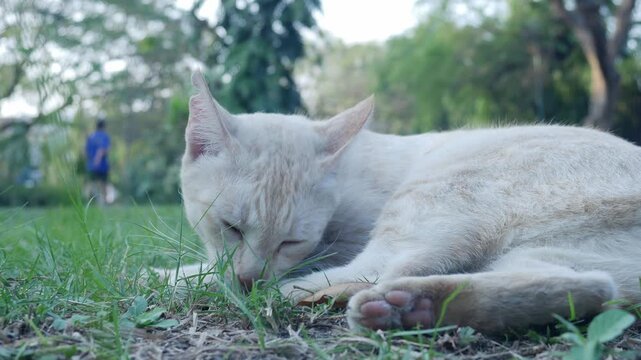 Cute orange and white tabby cat scratching itching neck with hind leg outdoors in park natural behavior