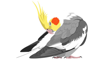 Fototapeta premium Cockatiel Bird Gray Yellow Crest Pet Parrot Watercolor Art.Gray Cockatiel Illustration Australian Exotic Bird Portrait.Pet Cockatiel Parrot Bird Yellow Crest Wildlife Art Design