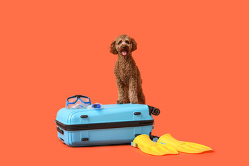 Cute Toy Poodle with suitcase, flippers and snorkeling mask on orange background © Pixel-Shot