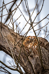 A tawny owl (Strix aluco) sleeps on a tree branch among bare branches in Germany during spring. The setting shows the beauty of nature and wildlife.