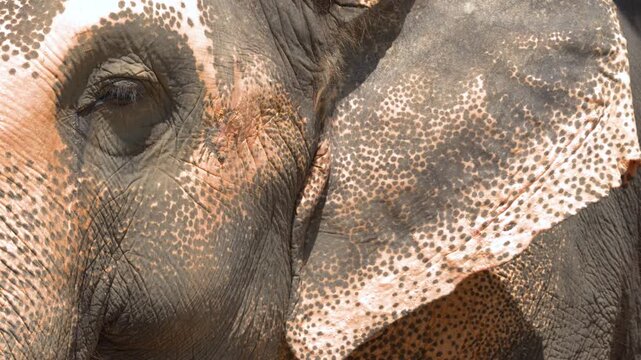 Extreme Close Up of Asian Elephant Head and Textured Skin