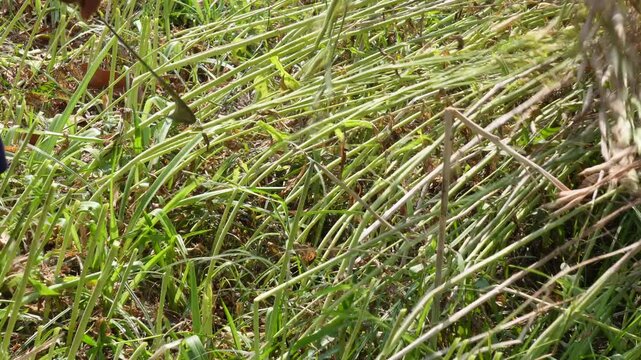 Farmer Harvesting Golden Mustard Crop