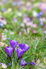 Crocus flowers grow in a green meadow in Germany during the spring season. The area shows many colorful blooms with no people.