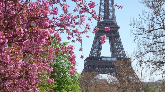Spring flowers in focus with the Eiffel Tower softly blurred behind, Paris in bloom, iconic European landmark, clean travel and seasonal background
