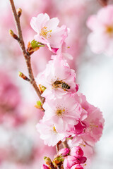Cherry blossoms are full of pink flowers in Germany as a bee collects nectar. The scene shows bright colors and natural beauty of spring.