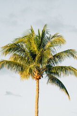Obraz premium Single Tropical Palm Tree Leaning Over a Pristine Sandy Beach, Crystal Clear Turquoise Ocean and Blue Sky in Bright Natural Daylight