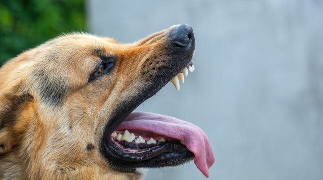 German Shepherd growls and attacks.