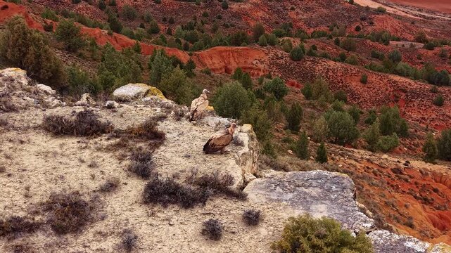 Close view of two griffon vultures perched on a rocky cliff edge overlooking a red canyon landscape, highlighting raptor behavior in a semi-arid ecosystem