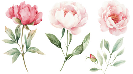 Fototapeta premium Watercolor pink peony elements: blooms, buds, leaves, isolated on transparent background, botanical illustration