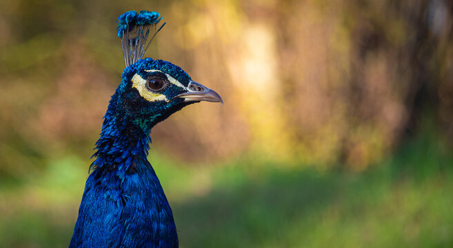Closeup of the face of a peacock looking to the right of the scene with enough room for copy space and text