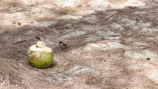 Two Eurasian Tree Sparrows Feeding on a Green Coconut in Phuket