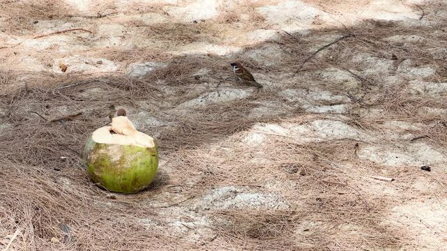 Two Sparrows Feeding on a Green Coconut in Phuket Thailand
