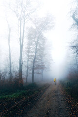 Obraz premium Mystical November Forest Shrouded in Dense Fog, Ethereal Woodland Scene with Bare Trees and Soft Natural Daylight