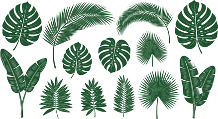 Tropical green leaf illustrations including monstera, palm, banana, and fern foliage, isolated botanical elements for nature design, vector art © MostMonira