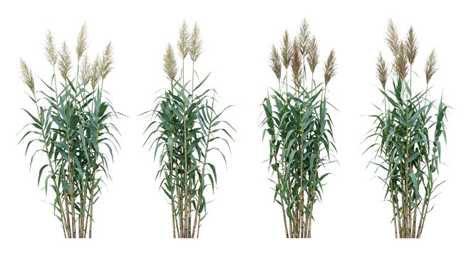 Collection of 4 Arundo donax (Giant Reed) clumps isolated on white, showing massive bamboo-like canes and broad blue-green foliage for screening design.