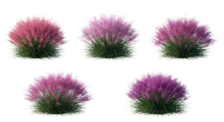 Four Muhlenbergia capillaris (Pink Muhly Grass) clumps arranged in a row isolated on white, illustrating spectacular clouds of vibrant pink airy flowers.
