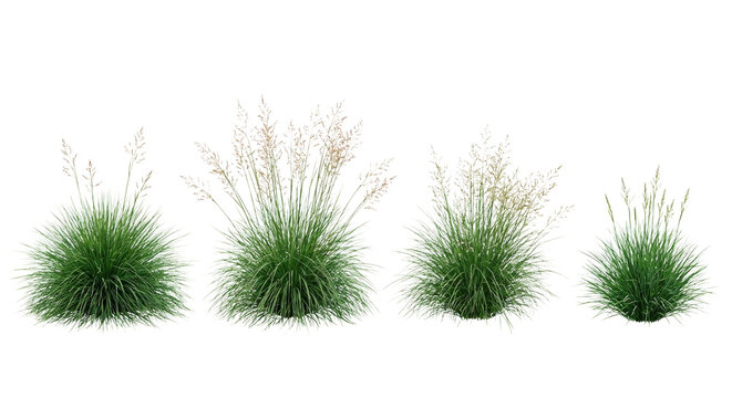 Set of 4 Sporobolus heterolepis (Prairie Dropseed) mounds isolated on white background, photorealistic collection showing fine-textured arching foliage and airy flowers.