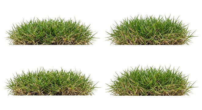 Set of 4 Zoysia japonica (Japanese Lawngrass) turf clumps isolated on white background, photorealistic botanical collection showing dense coarse-textured sod for lawn design.