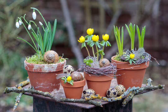 Winterlinge und Schneegl&ouml;ckchen in Terracotta-T&ouml;pfen im Garten